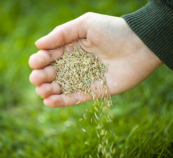 seed-lawn-maintenance